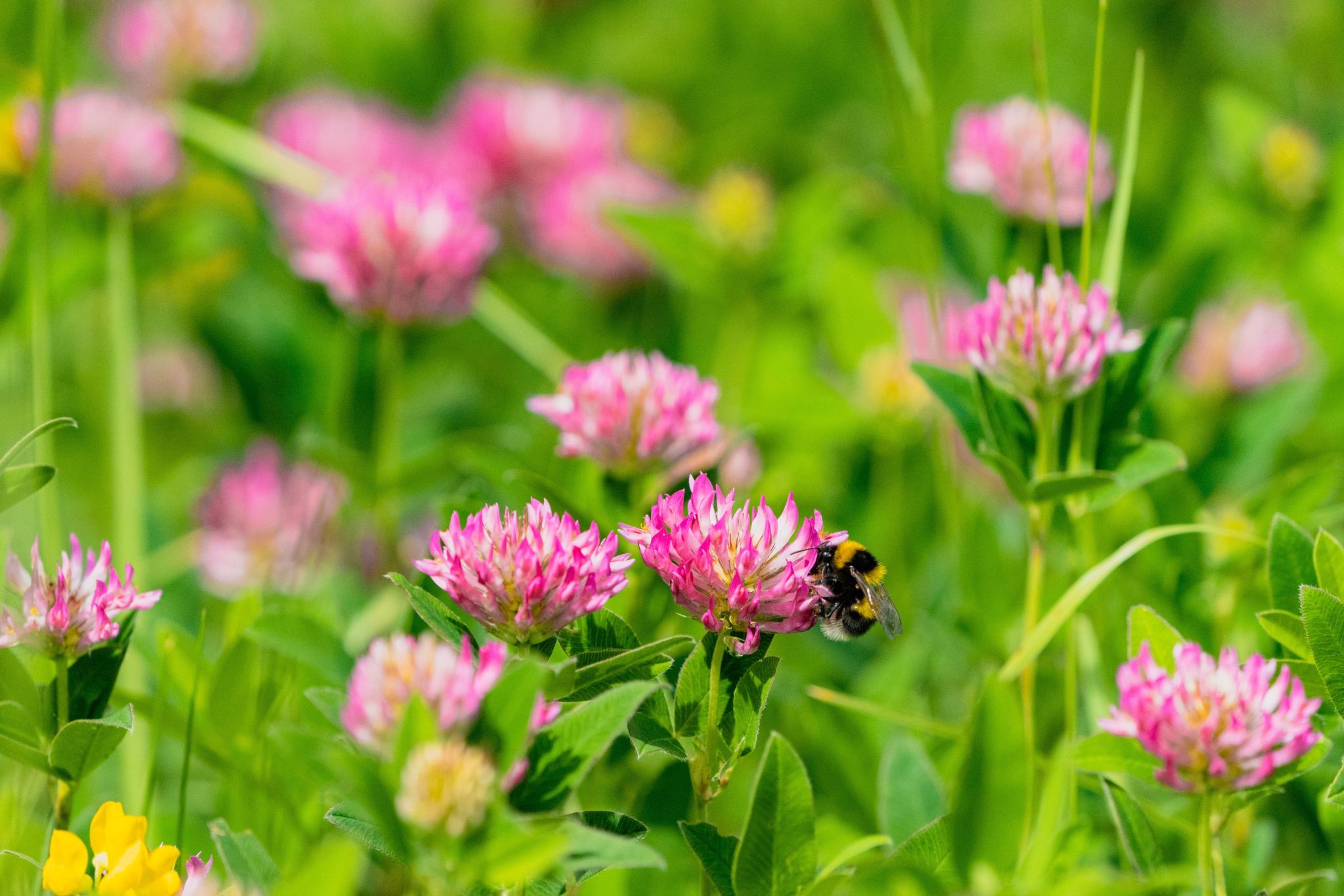 Blomster på en eng. Foto