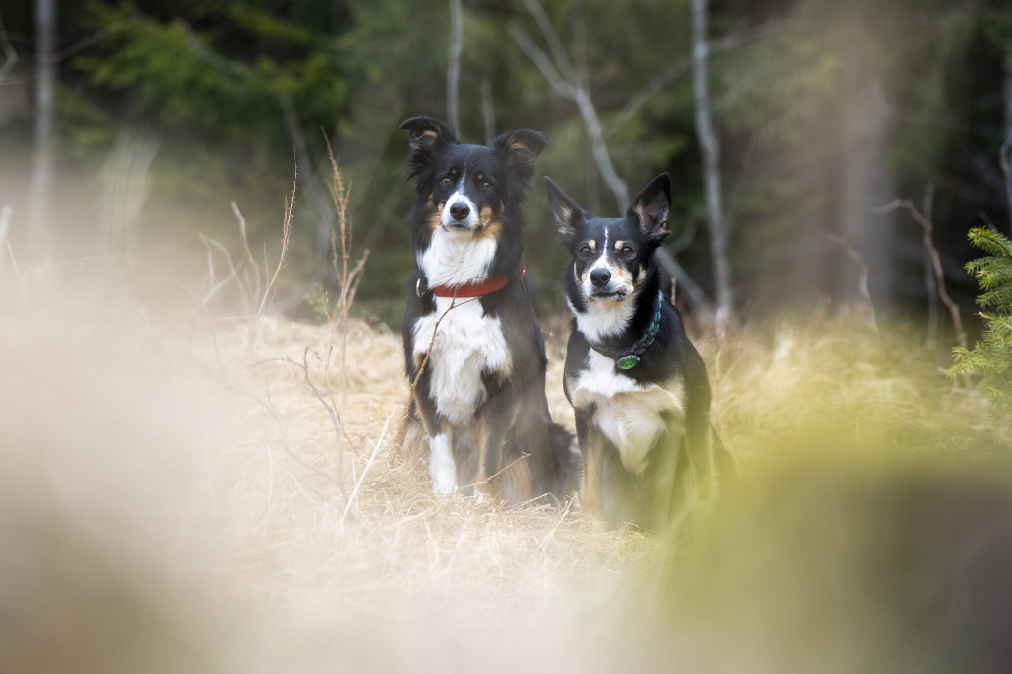 To hunder sitter side om side i skogen og ser oppmerksomt fremover, omgitt av natur og mykt lys