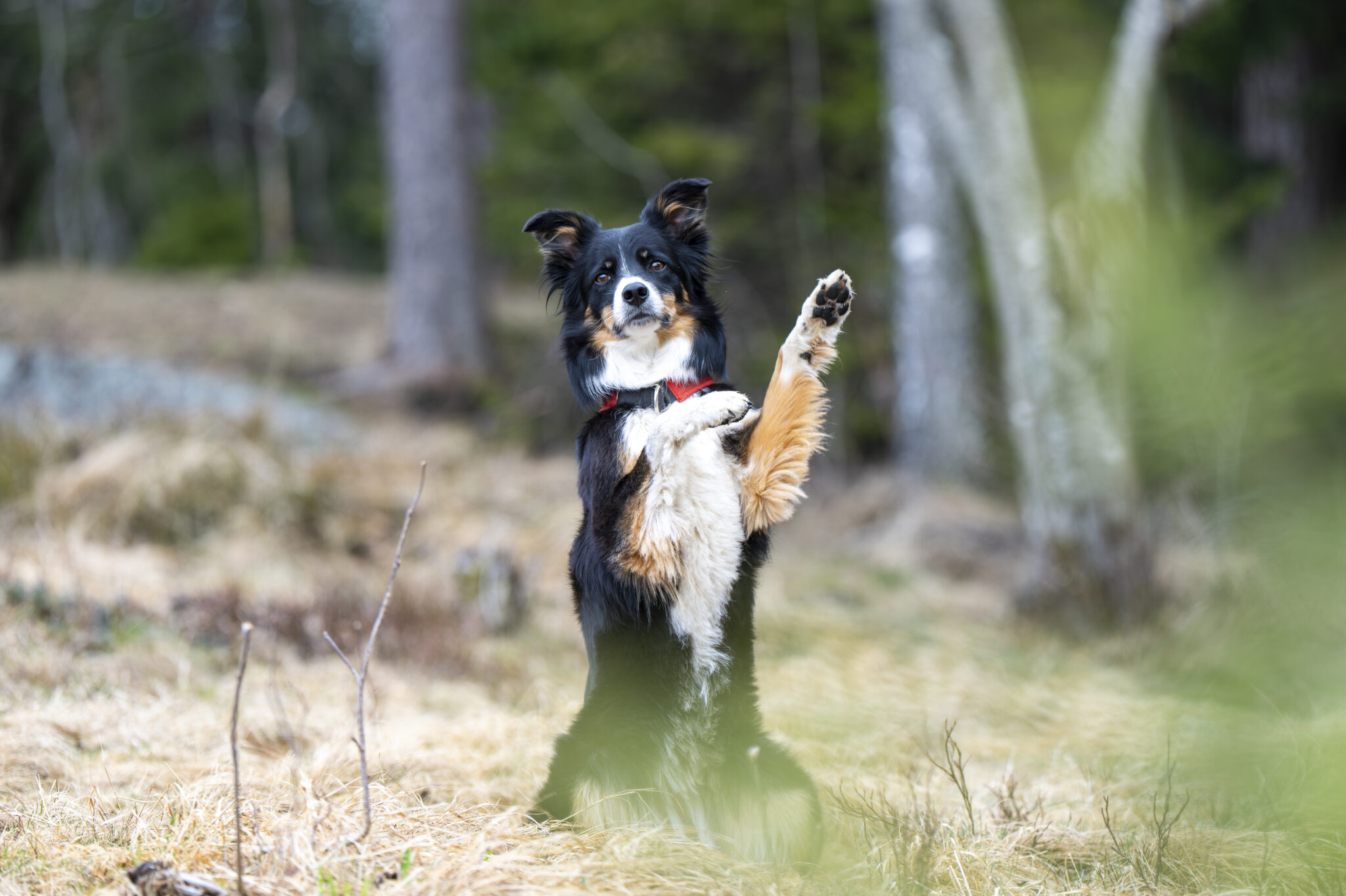 Hund st&aring;r p&aring; bakbeina og l&oslash;fter labben i skogen, som om den hilser eller gj&oslash;r et triks