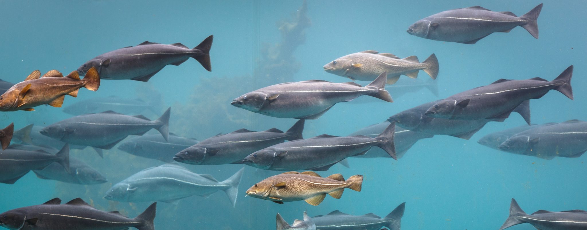 sjømat - bildet av masse fisker under vann