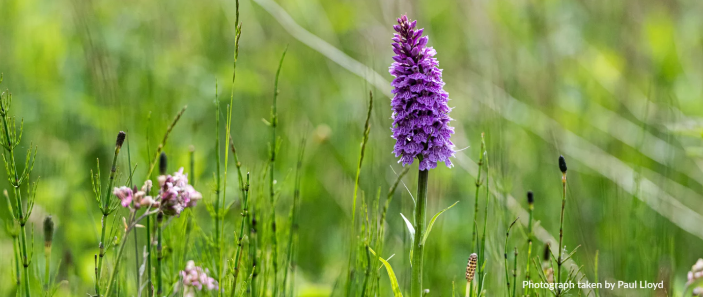 A flower in the grass