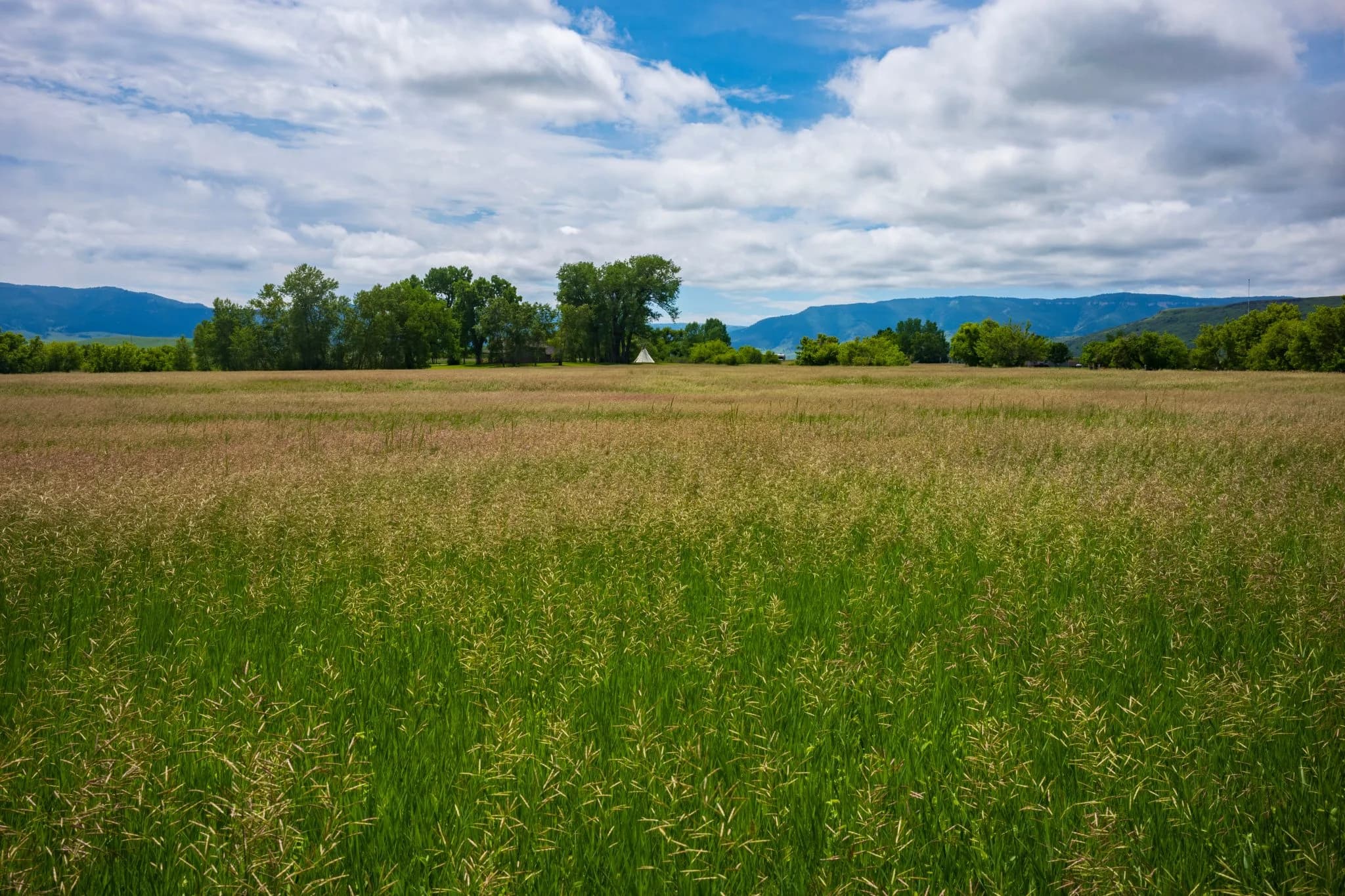 A wide open grassy field stretches toward a line of trees and distant mountains under a partly cloudy blue sky.